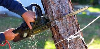 Reliable Ellisville, MS  Tree Services Solutions